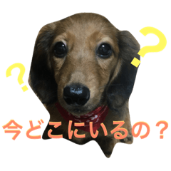 [LINEスタンプ] ミニチュアダックス芽生ちゃんの日常会話