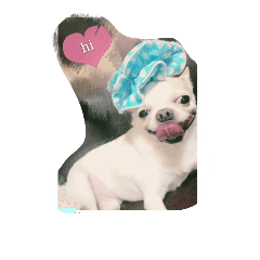 [LINEスタンプ] wigi Chihuahua