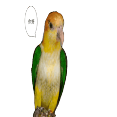 [LINEスタンプ] Golden head parrot