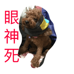 [LINEスタンプ] dog woo