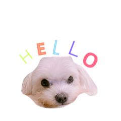 [LINEスタンプ] ddddog