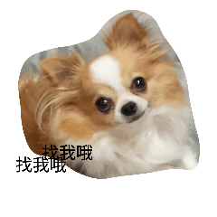 [LINEスタンプ] Chihuahua mimi