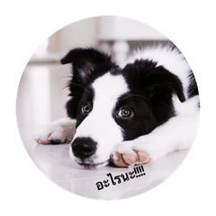 [LINEスタンプ] bordercollie style