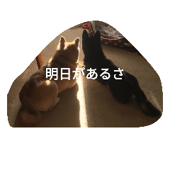 [LINEスタンプ] 柴犬のキュートスタンプ