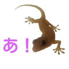 [LINEスタンプ] 迷い込んだヤモリ