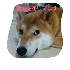 [LINEスタンプ] ラブリー柴犬