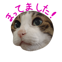 [LINEスタンプ] ωマニア用！猫による顔文字スタンプの画像（メイン）