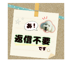 [LINEスタンプ] 白プーえいとちゃん5