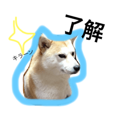 [LINEスタンプ] 柴犬ももえ