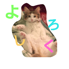 [LINEスタンプ] 猫のお嬢様 サラ