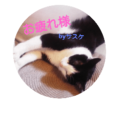 [LINEスタンプ] 猫のサーニャん