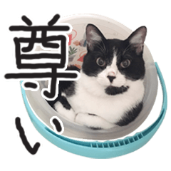 [LINEスタンプ] ハチワレねこのまゆげ氏