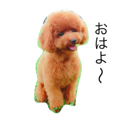 [LINEスタンプ] toy poodle  Robin