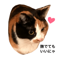 [LINEスタンプ] DAILY CAT STAMP