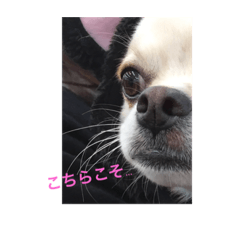 Chihuahua of mocha-kun