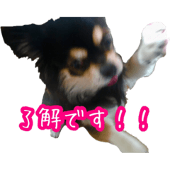 [LINEスタンプ] 犬のチョコスタンプ