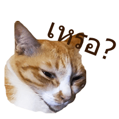 [LINEスタンプ] Ordinary ginger tabby cat