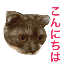 [LINEスタンプ] スコティッシュ ミミ2