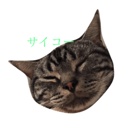 [LINEスタンプ] nekomoji-