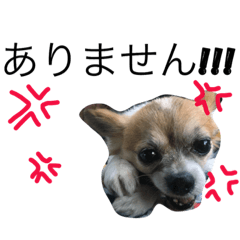 [LINEスタンプ] KaikunTorankun