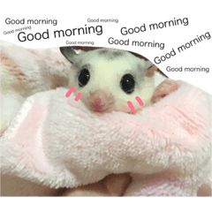 [LINEスタンプ] Sugar Sugar Gliders