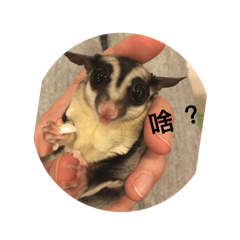 [LINEスタンプ] Sugar Glider - Miaomiao 1