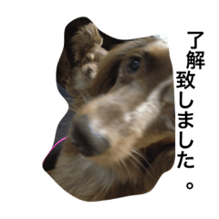 [LINEスタンプ] 愛犬達の日常