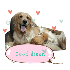 [LINEスタンプ] PurePan Golden retriever V.2