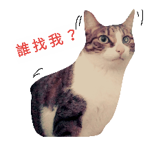 [LINEスタンプ] CatLife'18