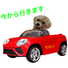 [LINEスタンプ] toy  poodle marron