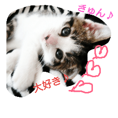 [LINEスタンプ] きなこだょ♪