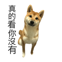 [LINEスタンプ] Dogggy