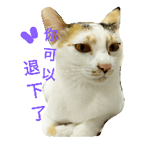 [LINEスタンプ] knock cat