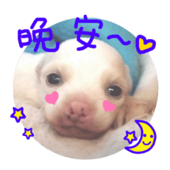 [LINEスタンプ] ヴィーガンの保護犬 中国語版 NGO LIA公認