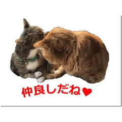 [LINEスタンプ] Cat phot