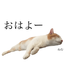 [LINEスタンプ] うちの猫さま2(基本だるめ)