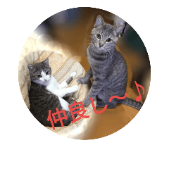 [LINEスタンプ] 楽しい3ニャンの毎日