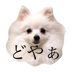 [LINEスタンプ] ポメラニアンのうずら君