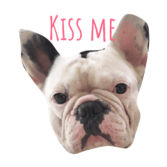 [LINEスタンプ] oppo frenchbulldog