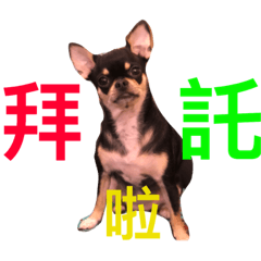 [LINEスタンプ] Chiwawa Chiumi