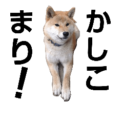 [LINEスタンプ] 柴犬テル 日常生活スタンプ