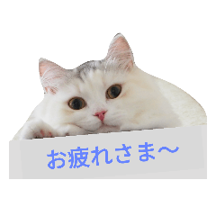 [LINEスタンプ] むぎてゃん