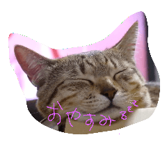 [LINEスタンプ] catsdogs