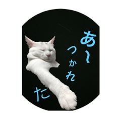 [LINEスタンプ] 白猫 ミント