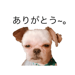 [LINEスタンプ] ダヴくん。