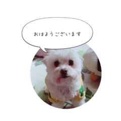 [LINEスタンプ] ちーころ2