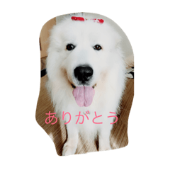 [LINEスタンプ] グレートピレニーズのパオンちゃん