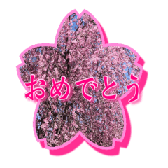 [LINEスタンプ] 桜【実写】スタンプ