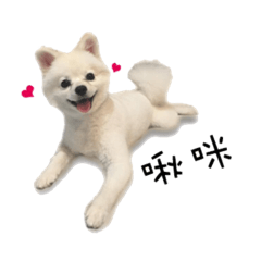 [LINEスタンプ] Lai baby sister dog life