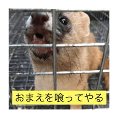 [LINEスタンプ] いきもの研究社公式スタンプ(イタチ捕獲編)